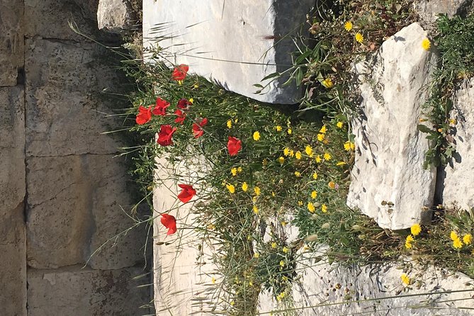 Athens Shore Excursion: Private City Sightseeing and Acropolis Tour - Price and Availability