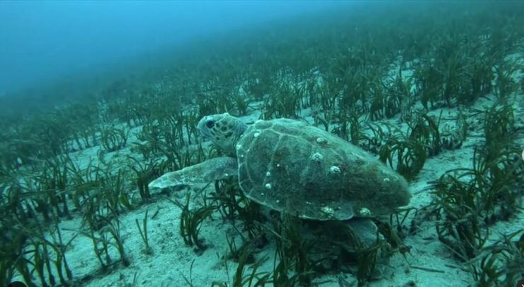 Athens: Snorkeling Riviera Adventure - Experience Highlights