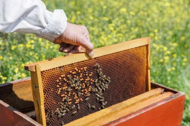 Athens to Delphi Guided Day Tour With Honey Farm & Lunch - Experience
