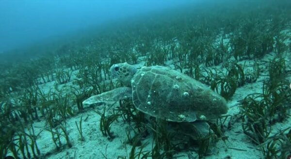 Athens: Try Scuba Diving - Inclusions for Your Diving Trip
