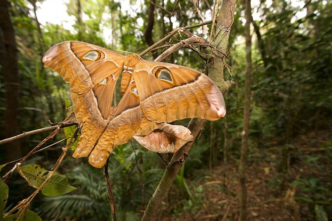 Atherton Tablelands Rain Forest by Night From Cairns - Tour Details and Overview