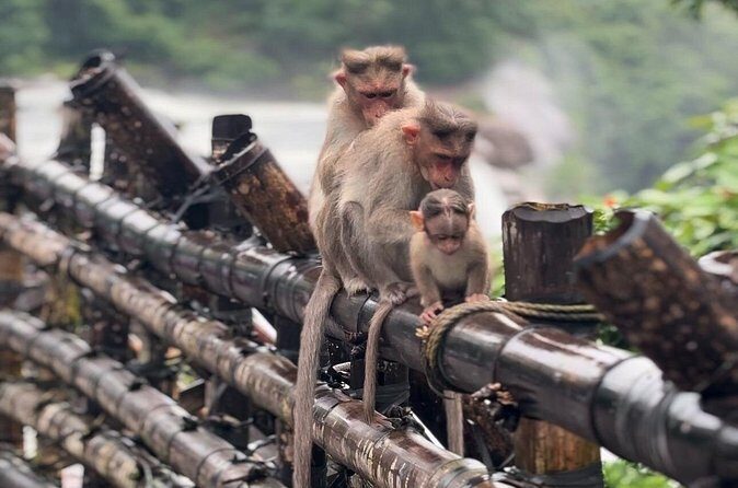 Athirappilly Waterfalls Day Trip from Kochi with Transfers - Authentic Insights from Reviewers