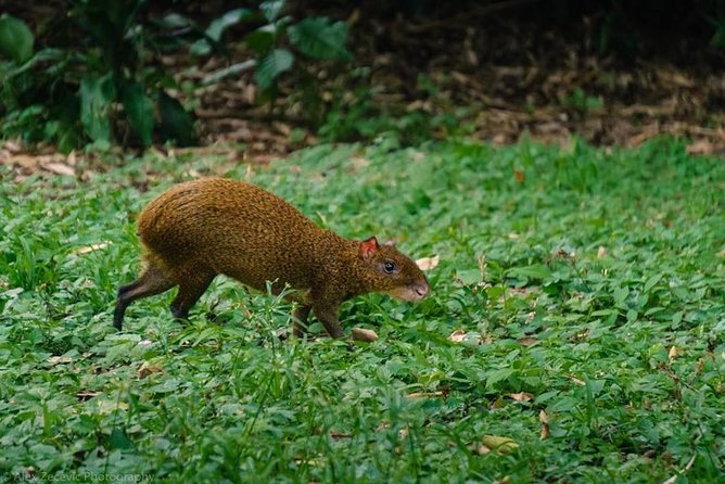Atitlan Hiking and Birding - Day Tour From Antigua - Frequently Asked Questions