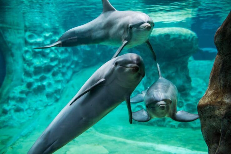 Atlanta: Georgia Aquarium Skip-the-Box-Office Entry Ticket - Experience Highlights