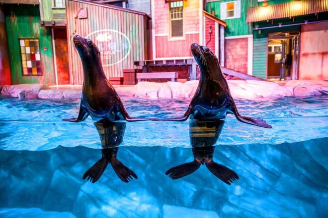Atlanta: Georgia Aquarium Skip-the-Box-Office Entry Ticket - Exhibits and Shows