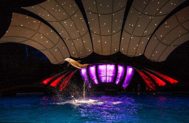 Atlanta: Georgia Aquarium Skip-the-Box-Office Entry Ticket - Customer Reviews and Ratings