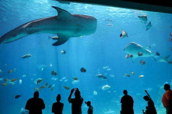 Atlanta: Georgia Aquarium Skip-the-Box-Office Entry Ticket - Additional Tips