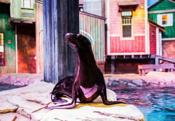 Atlanta: Georgia Aquarium Skip-the-Box-Office Entry Ticket - Frequently Asked Questions