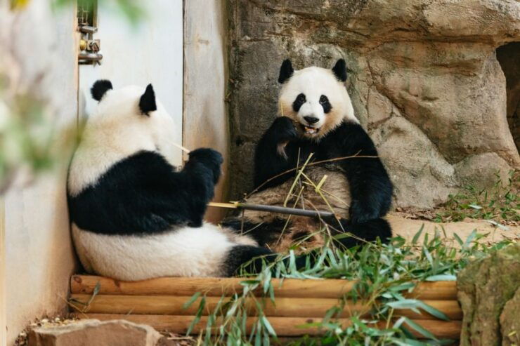 Atlanta: Zoo Atlanta General Admission Ticket - Zoo Experience
