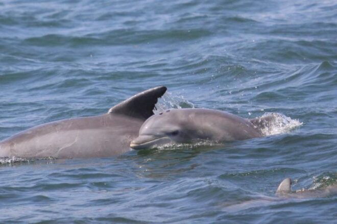Atlantic City: Dolphin Watching Ocean Cruise Adventure - Cruise Highlights
