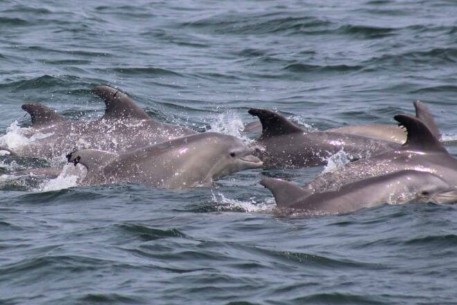 Atlantic City: Dolphin Watching Ocean Cruise Adventure - Directions and Meeting Point