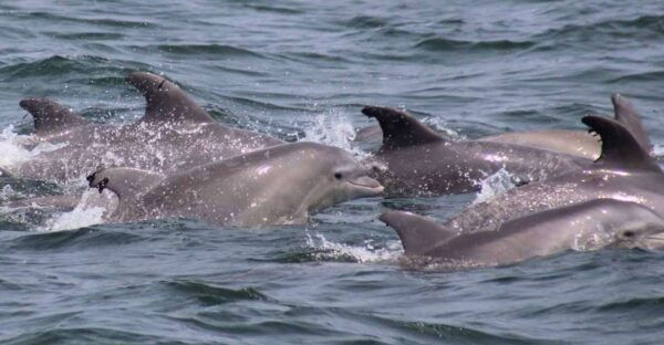 Atlantic City: Dolphin Watching Ocean Cruise Adventure - Frequently Asked Questions