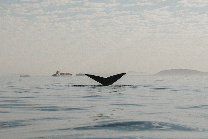 Atlantic Outlook Kayak Tour Cape Town - The Sum Up