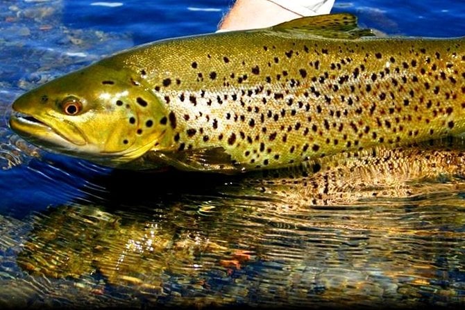 Atlantic Salmon & Sea Trout Fishing.Erriff River, Mayo. French Speaking Ghillie. - Location Details
