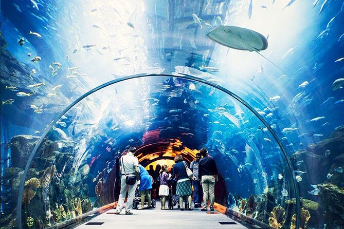 Atlantis Lost-Chamber Aquarium Dubai - Special Events and Activities