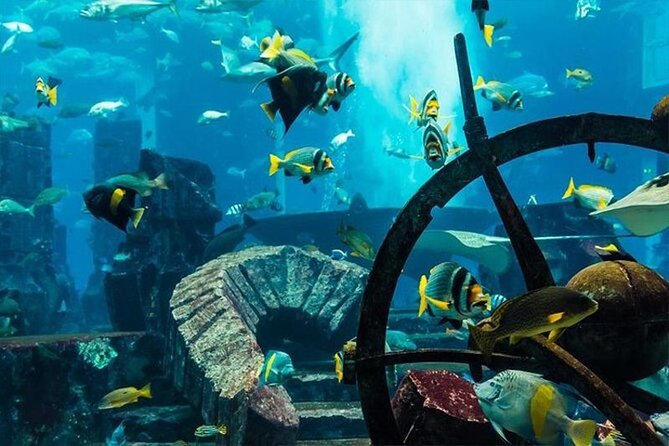 Atlantis Lost-Chamber Aquarium Dubai - Tips for Visiting Atlantis Lost-Chamber Aquarium