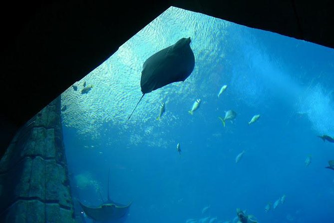 Atlantis Lost-Chamber Aquarium Dubai - Overview of the Experience
