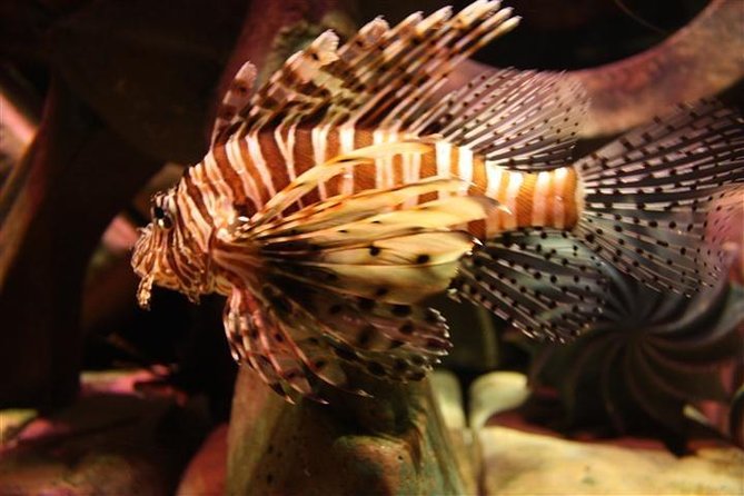 Atlantis Lost-Chamber Aquarium Dubai - Common Questions