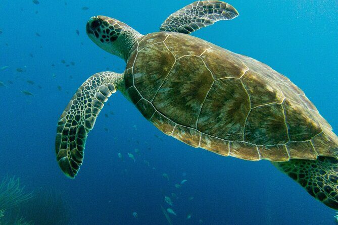 Atlantis Submarine Private Tour in Bridgetown - The Underwater Experience: 40 Minutes of Marine Wonder