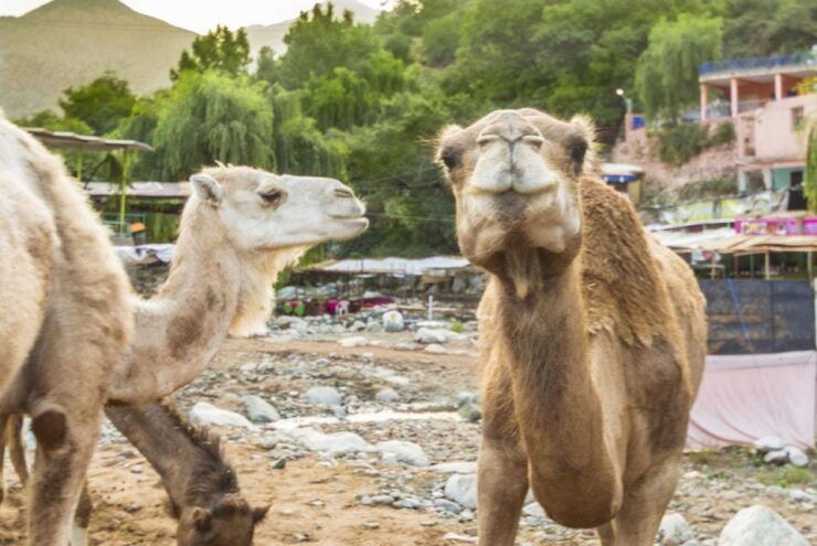 Atlas & Agafay Desert Tour, With Lunnch, Swimming and Camel - Experience Highlights