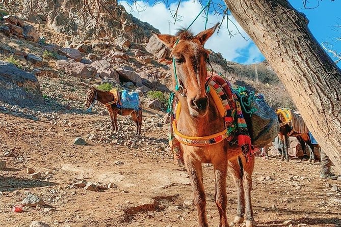 Atlas Mountain & Camel Ride, Day Trip - Frequently Asked Questions