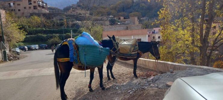 Atlas Mountains and Agafay Desert Day Trip and Camel Ride - Experience Highlights