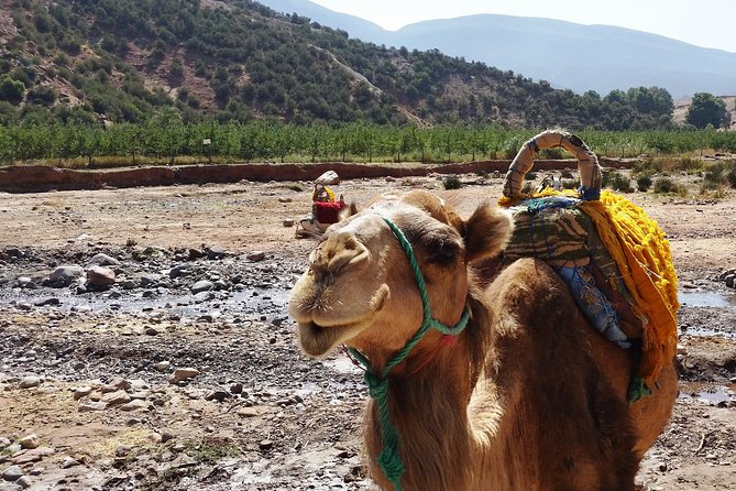 Atlas Mountains and Camel Ride Day Trip From Marrakech - Camel Ride Experience