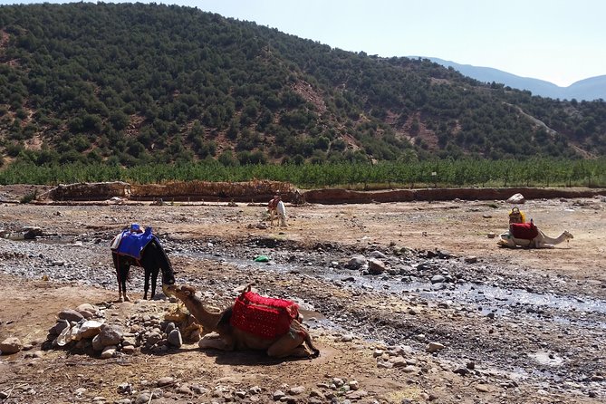 Atlas Mountains and Camel Ride Day Trip From Marrakech - Booking and Cancellation Policy