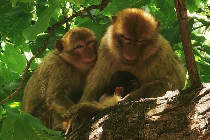 Atlas Mountains and Guided Day in Ourika Valley - Cancellation and Refund Policy