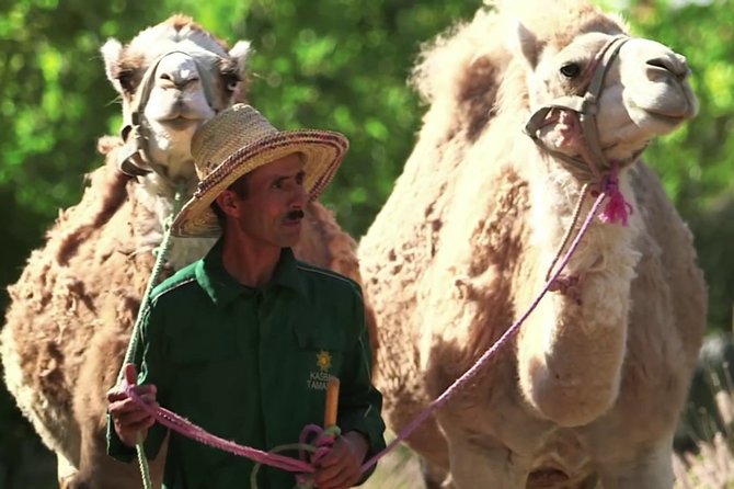 Atlas Mountains and Three Valleys Day Trip Including Camel Ride & Lunch - Pricing and Booking
