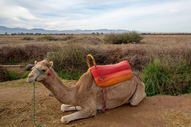 Atlas Mountains and Three Valleys & Waterfalls - Camel Ride Day Trip Marrakech - The Sum Up