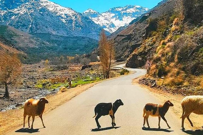 Atlas Mountains and Three Valleys & Waterfalls: Guided Day Trip From Marrakech - Discover the Berber Stone Village of Imlil