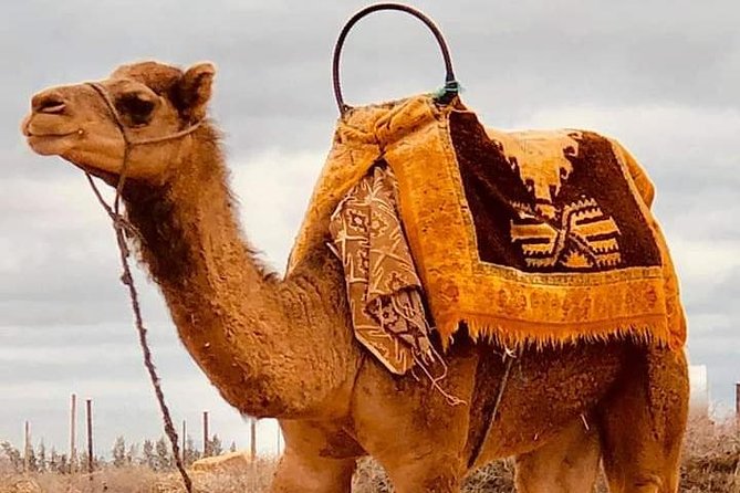 Atlas Mountains and Three Valleys & Waterfalls With Camel Ride Guided Day Trip - Itinerary Overview