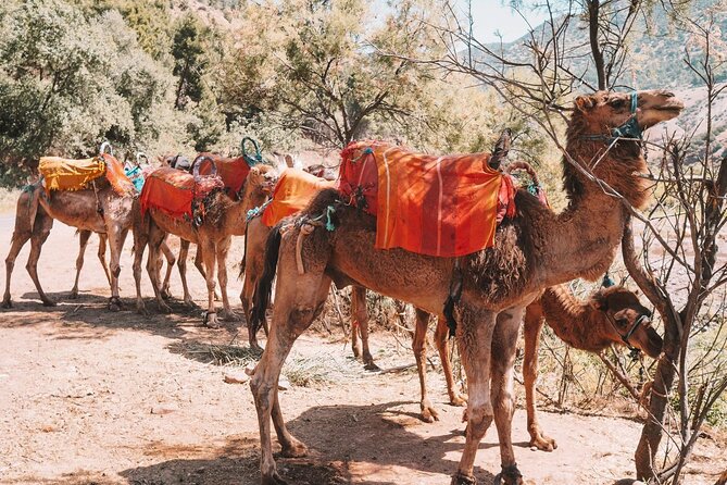 Atlas Mountains & Camel Ride Day Trip - Experience the Beauty of Atlas Mountains