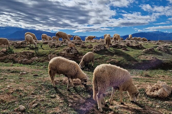 Atlas Mountains & Desert Agafay & Berber Villages Waterfalls Day Trip - Desert Camel Ride