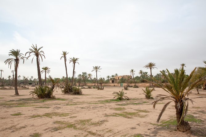 Atlas Mountains Hot Air Balloon Ride From Marrakech With Berber Breakfast and Desert Camel Experienc - Positive Customer Reviews