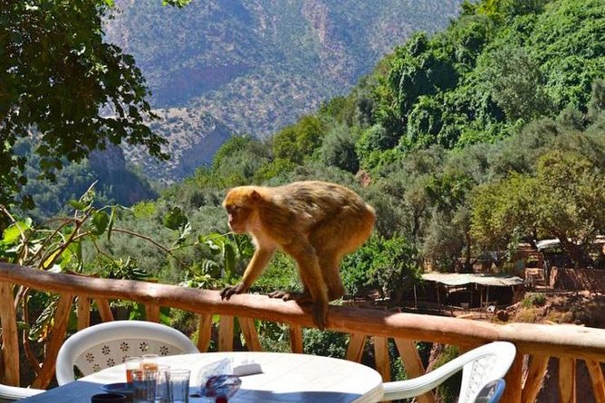 Atlas Mountains Ouzoud Waterfalls - Traveler Participation Information