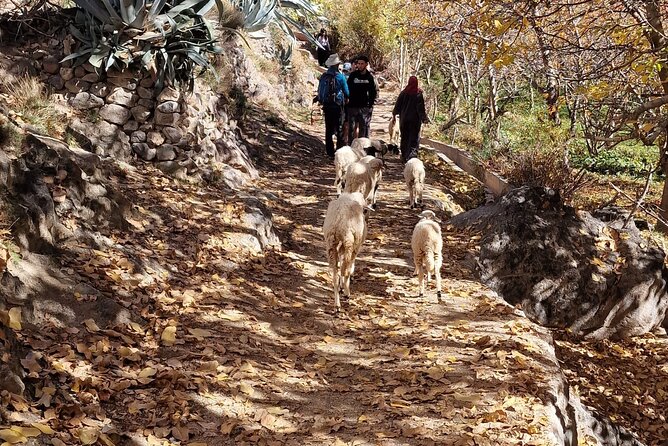 Atlas Mountains Three Valley and Berber Villages & Watterffalls Day Tour - Small Group Experience