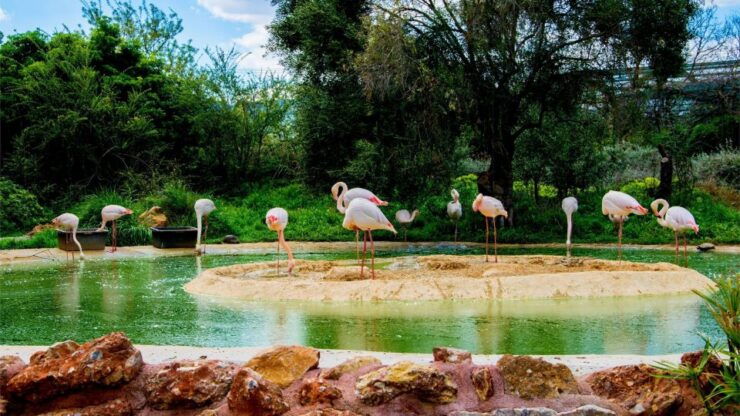 Attica Zoo Park and Designer Outlet Shopping Private Tour - Location and Highlights
