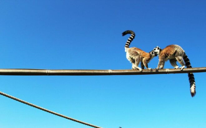 Attica Zoo Park and Designer Outlet Shopping Private Tour - Duration and Itinerary