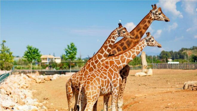 Attica Zoo Park and Designer Outlet Shopping Private Tour - Pickup and Private Group Options