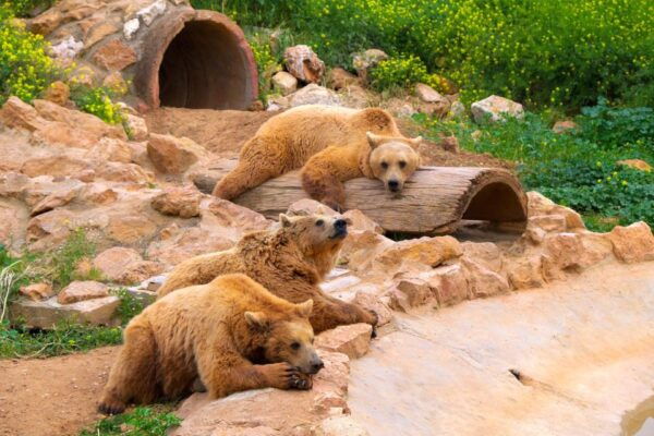 Attica Zoo Park and Designer Outlet Shopping Private Tour - The Sum Up