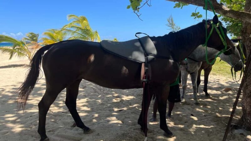 ATV, Bamboo Rafting & Horseback Ride Tour From Montego Bay - Introduction to the Tour Experience