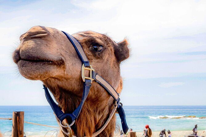 ATV & Camel Ride Tour on Migriño Beach - The Details That Make a Difference