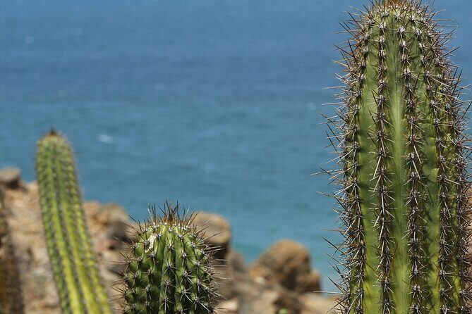ATV Desert Adventure in Baja California Sur with Tequila Tasting - Final Thoughts: Who Should Consider This Tour?