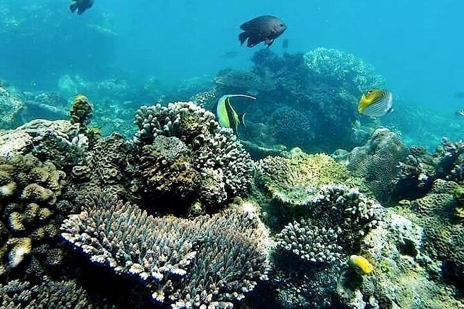 ATV Quad Ride and Blue Lagoon Snorkeling - Explore the Beauty of Nature