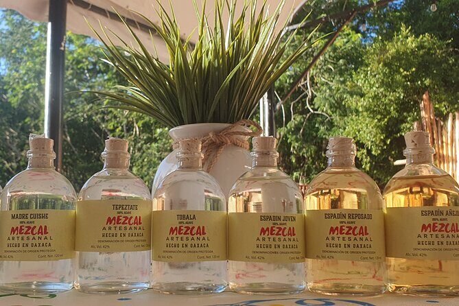 Atv Tour in Cozumel 4 Hours Adventure Relax And Tasting - Value for Money