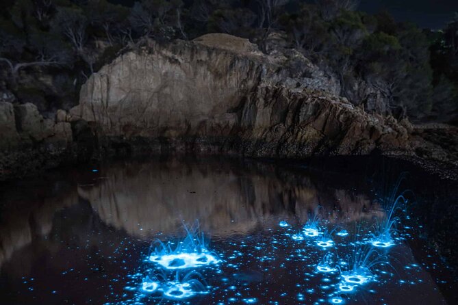 Auckland Bioluminescence Kayak Tour - Meeting and Pickup Information