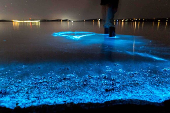 Auckland Bioluminescence Kayak Tour - Cancellation Policy