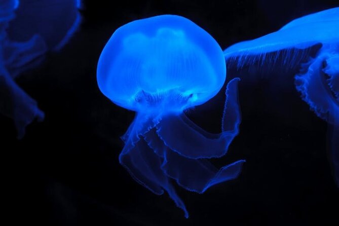 Auckland Bioluminescence Kayak Tour - Tour Background and Description